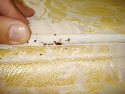 Bedbugs Control in Delhi-Gurgaon Bedbugs Control in Delhi-Gurgaon